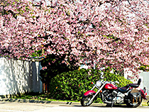 市街地の桜