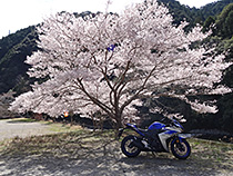 深緑と桜と蒼いバイク