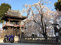 早朝のしだれ桜
