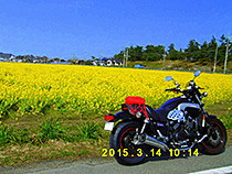 Vmaxと菜の花畑