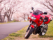 桜色のフォトグラフ
