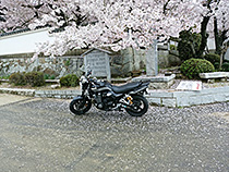 桜満開