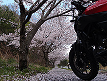 桜並木