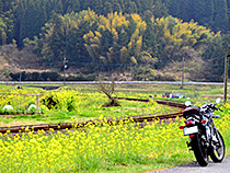 延びる線路と菜の花