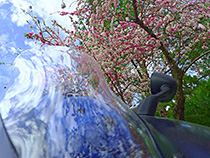特等席からの花見