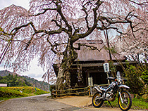 しだれ桜と桜吹雪
