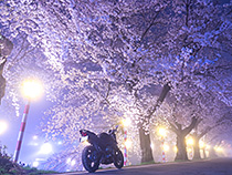 幻桜