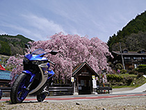 R25と桜
