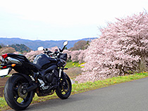 花見坂