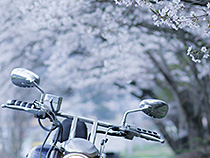  雨ノ桜