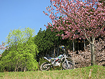 桜と新緑