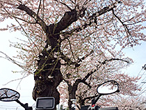 桜の木下で