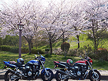 満天の桜