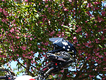 桜・サクラ・さくら