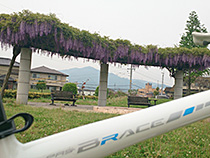 散歩道。人工の藤棚