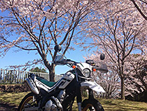 春のこもれび