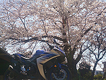 お庭とバイクと私