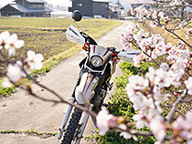 桜を眺めるセローさん