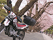 春の散歩道