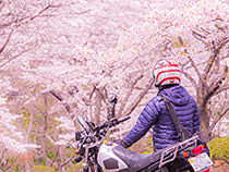 桜陽