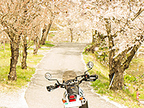 桜吹雪
