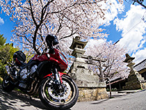春が来た。