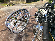 桜発見！