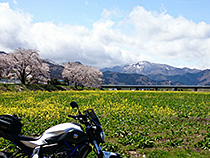 春爛漫