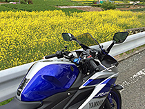 菜の花とR25