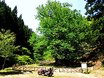 糸井の大カツラ
