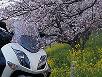 桜と菜の花