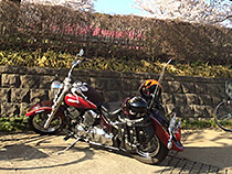 桜木の下で