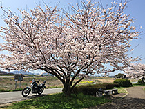 ふるさと