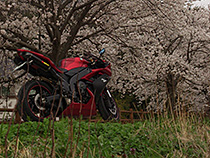 桜並木と