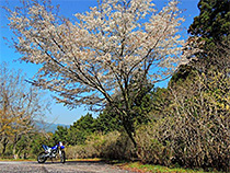 桜満開
