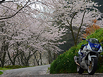 桜の山へ