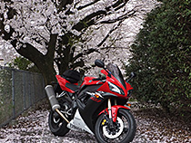桜とR1