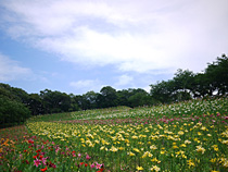 地上の虹