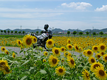 夏空に向日葵