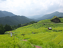 丸山千枚田