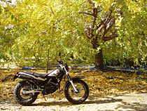 バイクとギンナン