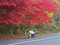 紅葉の下で