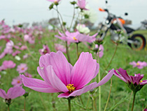 秋桜