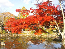 晩秋の円山公園