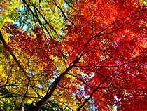 黄葉と紅葉