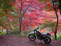 幽玄谷の紅葉
