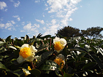 茶の花