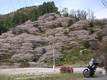 寒さくら