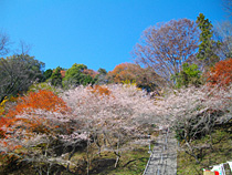 秋晴れの四季桜と紅葉