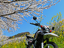 春の訪れ